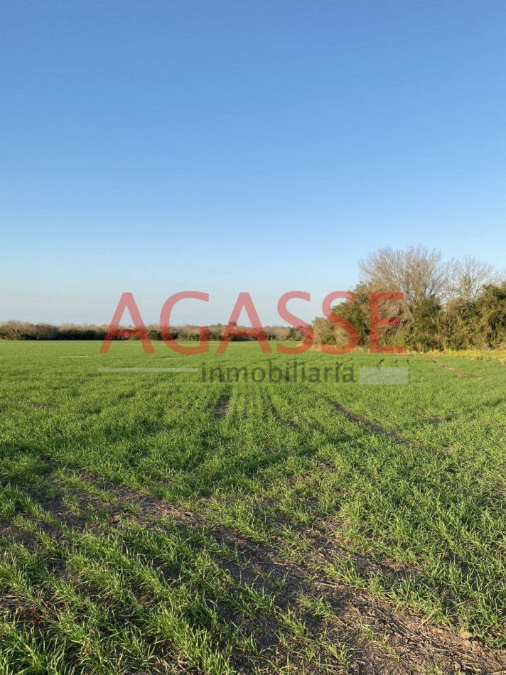 Zona Espinillo. Vendo 13 Hectareas de campo en produccion. 