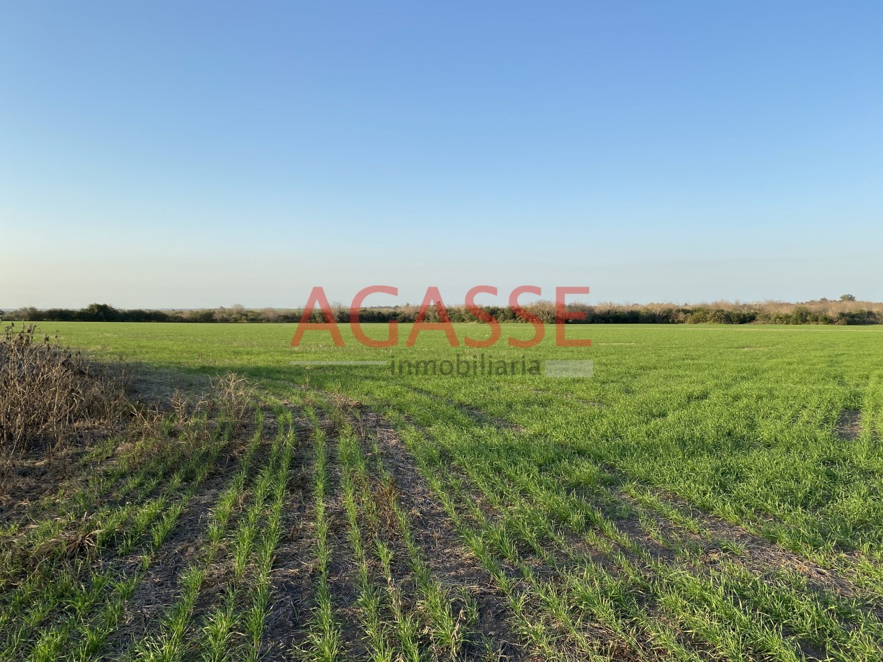 Zona Espinillo. Vendo 13 Hectareas de campo en produccion. 