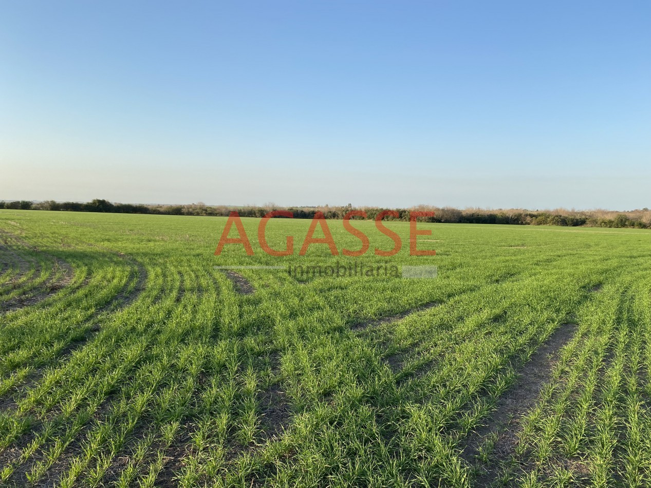 Zona Espinillo. Vendo 13 Hectareas de campo en produccion. 