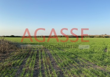 Zona Espinillo. Vendo 13 Hectareas de campo en produccion. 